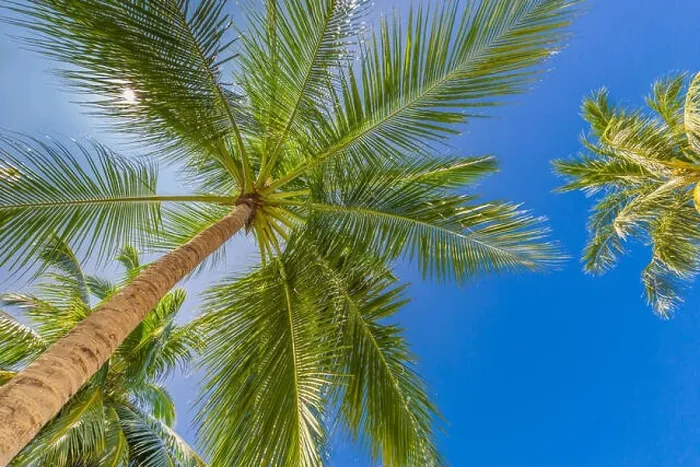 Framed Print : Tropical trees background concept. Palm trees and blue sky, tranquil exotic nature Framed Print : Tropical trees background concept. Palm trees and blue sky, tranquil exotic nature