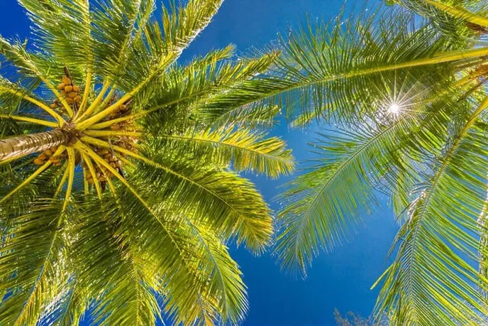 Framed Print : Tropical trees background concept. Palm trees and blue sky, tranquil exotic nature Framed Print : Tropical trees background concept. Palm trees and blue sky, tranquil exotic nature