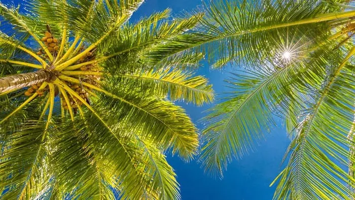 Framed Print : Tropical trees background concept. Palm trees and blue sky, tranquil exotic nature Framed Print : Tropical trees background concept. Palm trees and blue sky, tranquil exotic nature