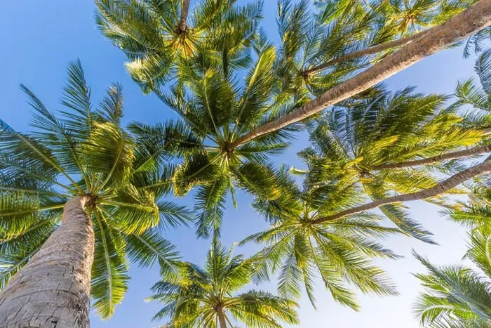 Framed Print : Tropical trees background concept. Palm trees and blue sky, tranquil exotic nature Framed Print : Tropical trees background concept. Palm trees and blue sky, tranquil exotic nature