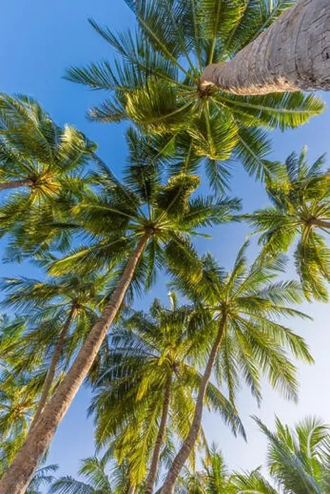 Framed Print : Tropical trees background concept. Palm trees and blue sky, tranquil exotic nature Framed Print : Tropical trees background concept. Palm trees and blue sky, tranquil exotic nature