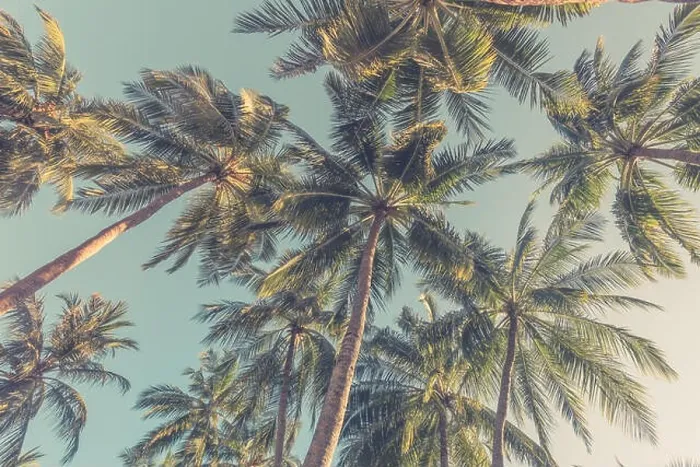 Framed Print : Tropical trees background concept. Palm trees and blue sky, tranquil exotic nature Framed Print : Tropical trees background concept. Palm trees and blue sky, tranquil exotic nature