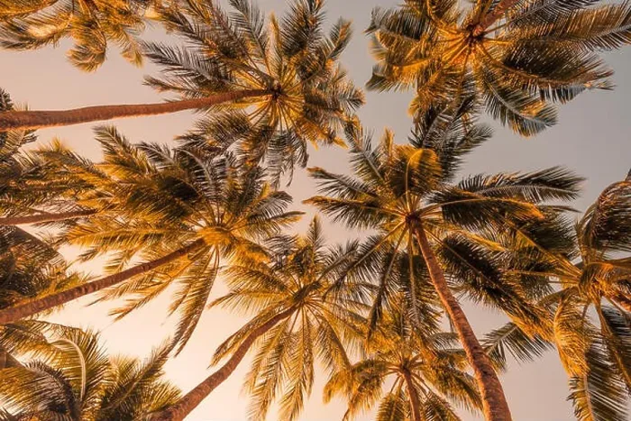 Framed Print : Tropical trees background concept. Palm trees and blue sky, tranquil exotic nature Framed Print : Tropical trees background concept. Palm trees and blue sky, tranquil exotic nature