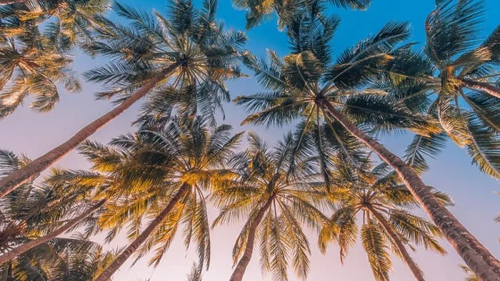 Framed Print : Tropical trees background concept. Palm trees and blue sky, tranquil exotic nature Framed Print : Tropical trees background concept. Palm trees and blue sky, tranquil exotic nature