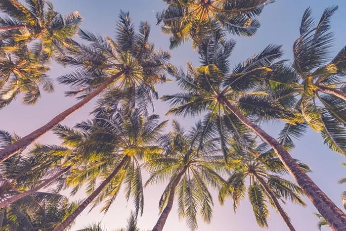 Framed Print : Tropical trees background concept. Palm trees and blue sky, tranquil exotic nature Framed Print : Tropical trees background concept. Palm trees and blue sky, tranquil exotic nature