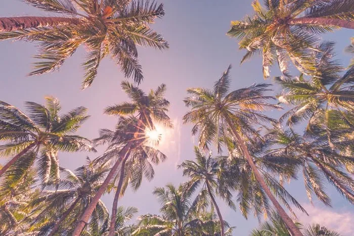 Framed Print : Tropical trees background concept. Palm trees and blue sky, tranquil exotic nature Framed Print : Tropical trees background concept. Palm trees and blue sky, tranquil exotic nature
