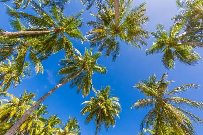 Framed Print : Tropical trees background concept. Palm trees and blue sky, tranquil exotic nature Framed Print : Tropical trees background concept. Palm trees and blue sky, tranquil exotic nature