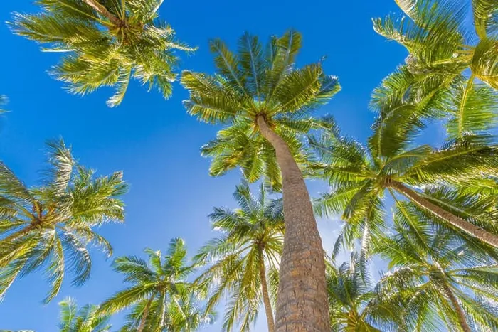 Framed Print : Tropical trees background concept. Palm trees and blue sky, tranquil exotic nature Framed Print : Tropical trees background concept. Palm trees and blue sky, tranquil exotic nature