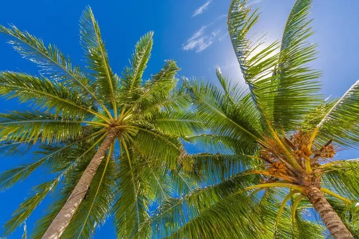 Framed Print : Tropical trees background concept. Palm trees and blue sky, tranquil exotic nature Framed Print : Tropical trees background concept. Palm trees and blue sky, tranquil exotic nature