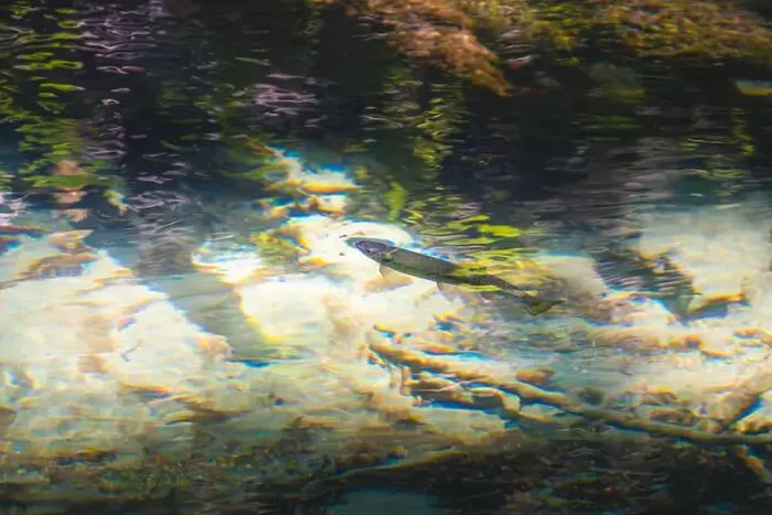 Framed Print : Trout feeding in a small insect in the water surface