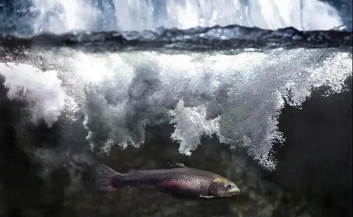 Framed Print : A trout is seen underwater beneath a waterfall Framed Print : A trout is seen underwater beneath a waterfall