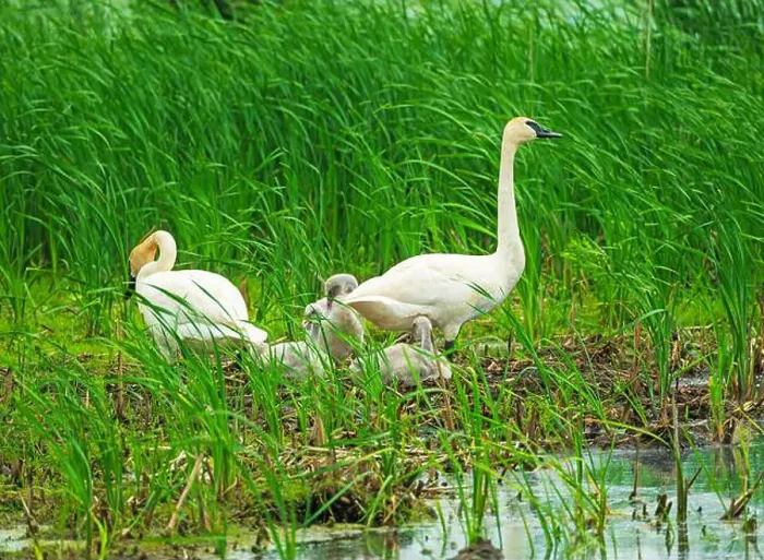 Framed Print : Trumperter Swans at the Wetland Nest Site in Horicon Marsh in Wisconsin