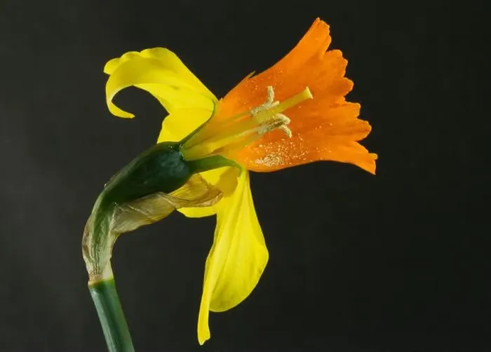 Framed Print : The trumpet shaped inner structure of the Daffodil inflorescence protects the reproductive parts of the flower Framed Print : The trumpet shaped inner structure of the Daffodil inflorescence protects the reproductive parts of the flower