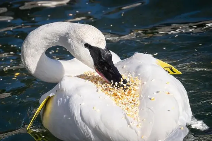 Framed Print : A trumpeter swan eats cracked corn that accidentally ended up on its back after it swam underneath a birder fed it Framed Print : A trumpeter swan eats cracked corn that accidentally ended up on its back after it swam underneath a birder fed it