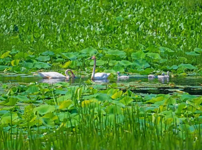 Framed Print : Trumpeter Swan Family Feeding in the Slough Along the Mississippi River Near Fulton, Illinois Framed Print : Trumpeter Swan Family Feeding in the Slough Along the Mississippi River Near Fulton, Illinois