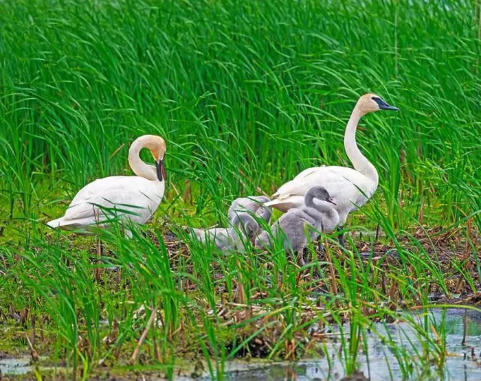 Framed Print : Trumpeter Swan Family on Their Nest Site in Horicon National Wildlife Refuge in Wisconsin