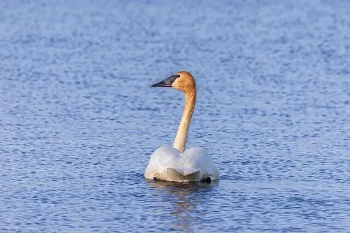 Framed Print : Trumpeter swan at Ninepipe National Wildlife Refuge near Ronan, Montana, USA. (Editorial Use Only)