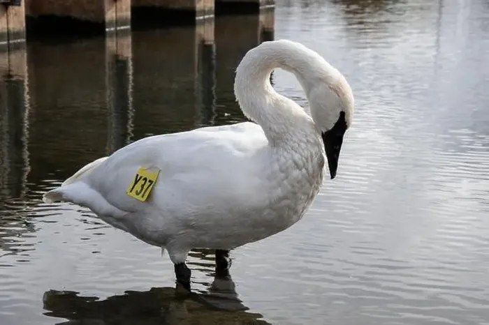 Framed Print : Trumpeter swan preening itself at the boat launch at Bluffer's Park in Scarborough, Toronto, Ontario, Canada Framed Print : Trumpeter swan preening itself at the boat launch at Bluffer's Park in Scarborough, Toronto, Ontario, Canada