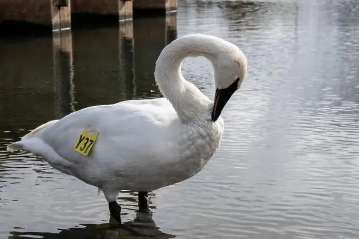 Framed Print : Trumpeter swan preening itself at the boat launch at Bluffer's Park in Scarborough, Toronto, Ontario, Canada