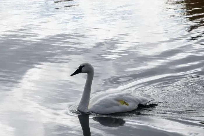 Framed Print : Trumpeter swan preening itself at the boat launch at Bluffer's Park in Scarborough, Toronto, Ontario, Canada Framed Print : Trumpeter swan preening itself at the boat launch at Bluffer's Park in Scarborough, Toronto, Ontario, Canada