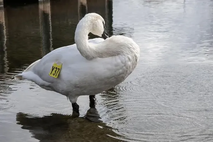 Framed Print : Trumpeter swan preening itself at the boat launch at Bluffer's Park in Scarborough, Toronto, Ontario, Canada Framed Print : Trumpeter swan preening itself at the boat launch at Bluffer's Park in Scarborough, Toronto, Ontario, Canada