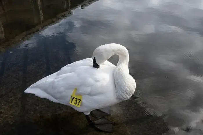 Framed Print : Trumpeter swan preening itself at the boat launch at Bluffer's Park in Scarborough, Toronto, Ontario, Canada Framed Print : Trumpeter swan preening itself at the boat launch at Bluffer's Park in Scarborough, Toronto, Ontario, Canada