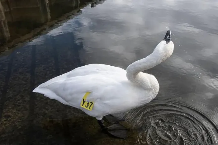 Framed Print : Trumpeter swan preening itself at the boat launch at Bluffer's Park in Scarborough, Toronto, Ontario, Canada Framed Print : Trumpeter swan preening itself at the boat launch at Bluffer's Park in Scarborough, Toronto, Ontario, Canada
