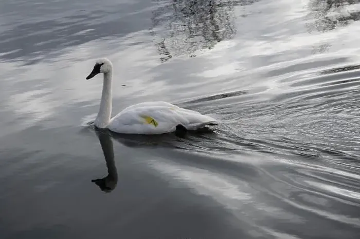 Framed Print : Trumpeter swan preening itself at the boat launch at Bluffer's Park in Scarborough, Toronto, Ontario, Canada Framed Print : Trumpeter swan preening itself at the boat launch at Bluffer's Park in Scarborough, Toronto, Ontario, Canada