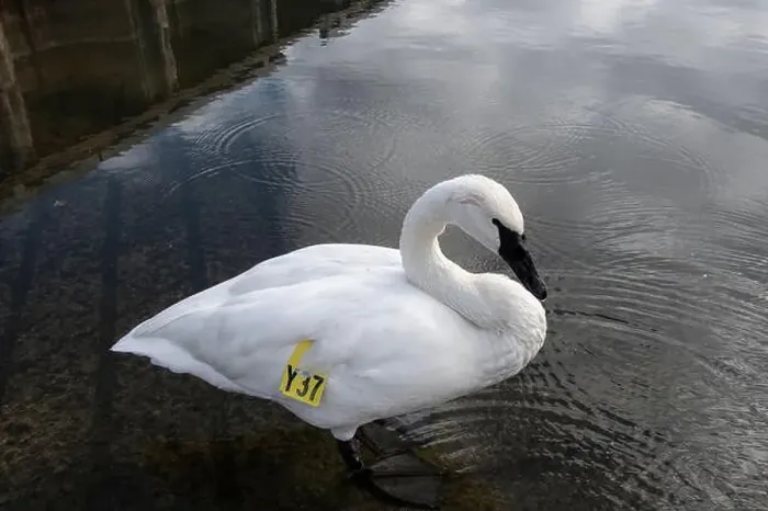 Framed Print : Trumpeter swan preening itself at the boat launch at Bluffer's Park in Scarborough, Toronto, Ontario, Canada