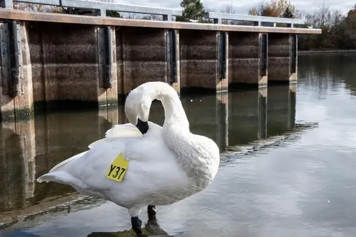 Framed Print : Trumpeter swan preening itself at the boat launch at Bluffer's Park in Scarborough, Toronto, Ontario, Canada Framed Print : Trumpeter swan preening itself at the boat launch at Bluffer's Park in Scarborough, Toronto, Ontario, Canada