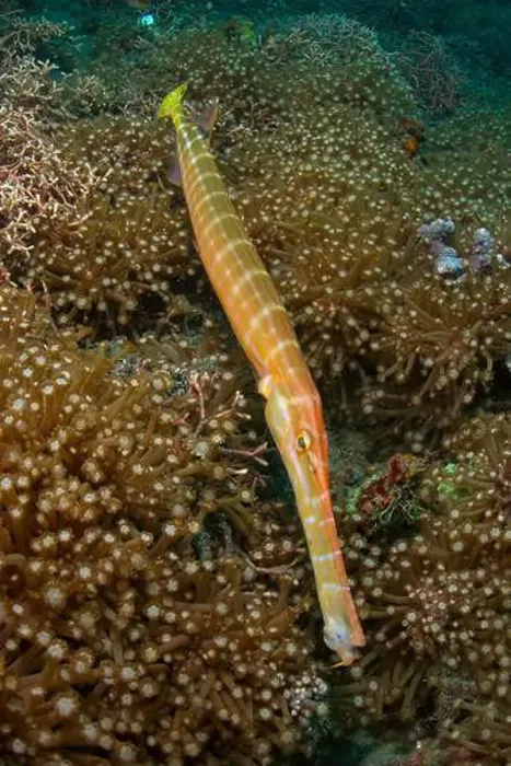 Framed Print : Trumpetfish (Aulostomus chinensis) hovering over a large patch of flowerpot coral (Goniopora sp.) Framed Print : Trumpetfish (Aulostomus chinensis) hovering over a large patch of flowerpot coral (Goniopora sp.)