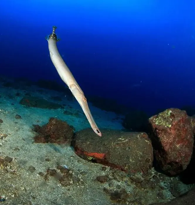 Framed Print : Trumpetfish trying to hunt on the sandy bottom Framed Print : Trumpetfish trying to hunt on the sandy bottom
