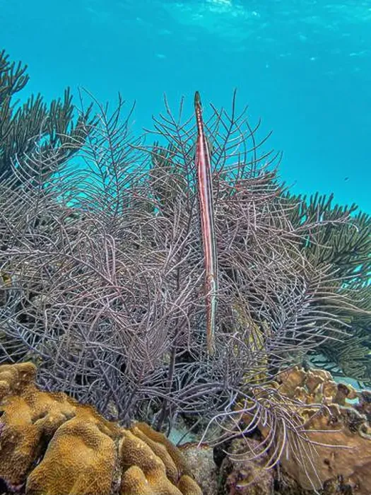 Framed Print : trumpetfishes are three species of highly specialized Framed Print : trumpetfishes are three species of highly specialized