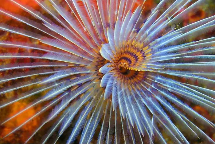 Framed Print : Tubeworm, Fan Worm, Spirographis Framed Print : Tubeworm, Fan Worm, Spirographis