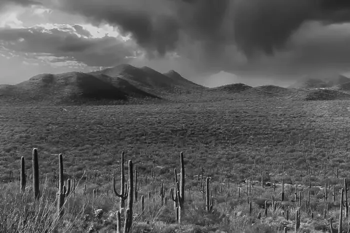 Framed Print : Tucson the vast desert landscape showcases numerous tall cacti scattered across arid terrain with rolling hills Framed Print : Tucson the vast desert landscape showcases numerous tall cacti scattered across arid terrain with rolling hills