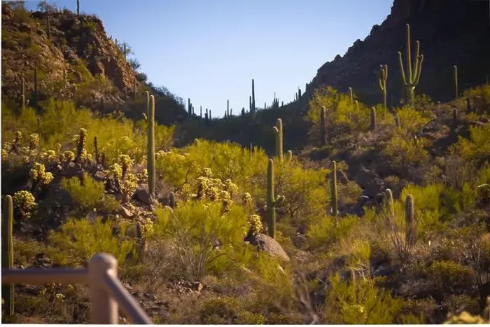 Framed Print : Tucson the vast desert landscape showcases numerous tall cacti scattered across arid terrain with rolling hills Framed Print : Tucson the vast desert landscape showcases numerous tall cacti scattered across arid terrain with rolling hills