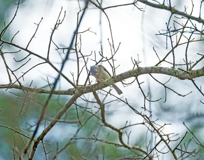 Framed Print : A Tufted Titmouse Feeding in the Forest in Big Thicket National Preserve in Texas Framed Print : A Tufted Titmouse Feeding in the Forest in Big Thicket National Preserve in Texas