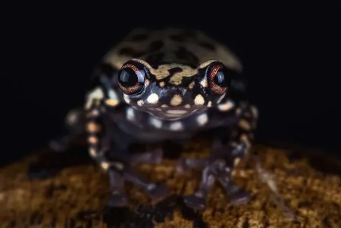 Framed Print : Tukeit hill frog (Allophryne ruthveni) Framed Print : Tukeit hill frog (Allophryne ruthveni)