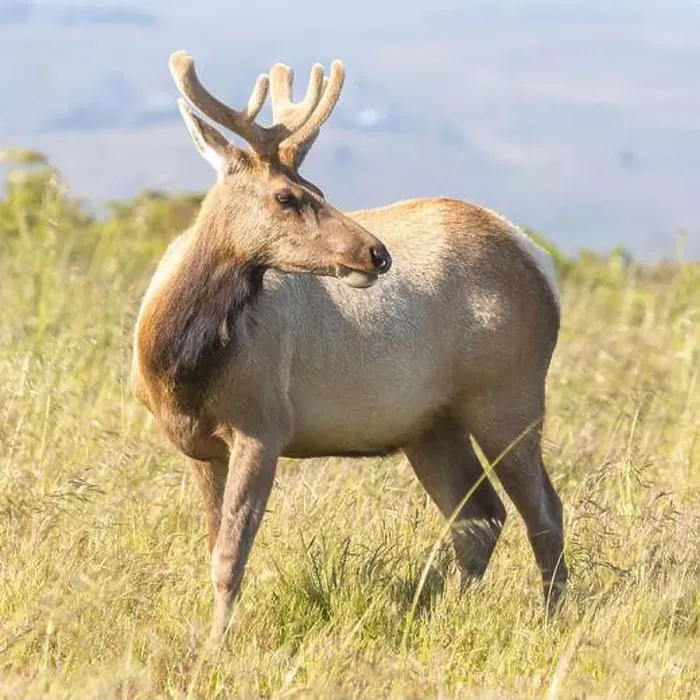 Framed Print : Tule Elk Buck at Tomales Point, Point Reyes National Seashore, Marin County, California, USA Framed Print : Tule Elk Buck at Tomales Point, Point Reyes National Seashore, Marin County, California, USA