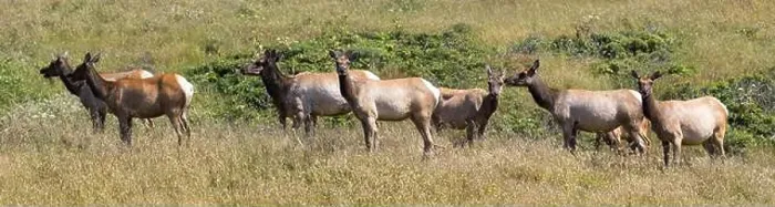 Framed Print : Tule Elk Cow Herd at Tomales Point, Point Reyes National Seashore, California Framed Print : Tule Elk Cow Herd at Tomales Point, Point Reyes National Seashore, California