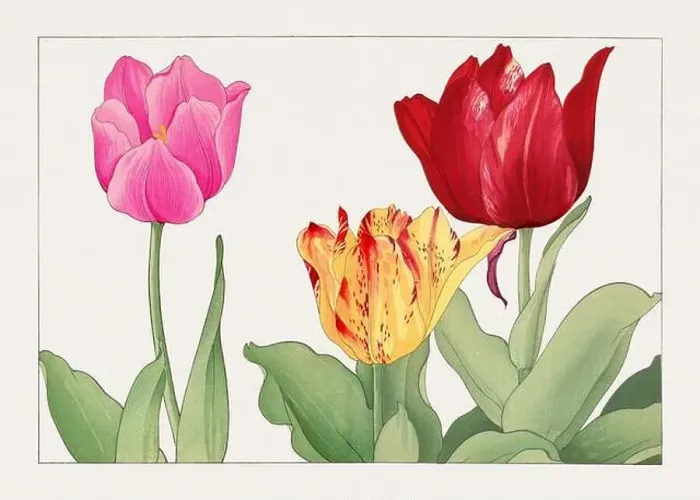 Framed Print : Tulip. Asian art. Japanese flower woodblock art by Tanigami Kônan Framed Print : Tulip. Asian art. Japanese flower woodblock art by Tanigami Kônan