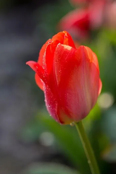 Framed Print : A tulip with the evening sun shining through its petals after rainfall in a British garden Framed Print : A tulip with the evening sun shining through its petals after rainfall in a British garden