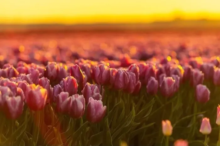 Framed Print : Tulip Flowers Production in Lisse, Netherlands