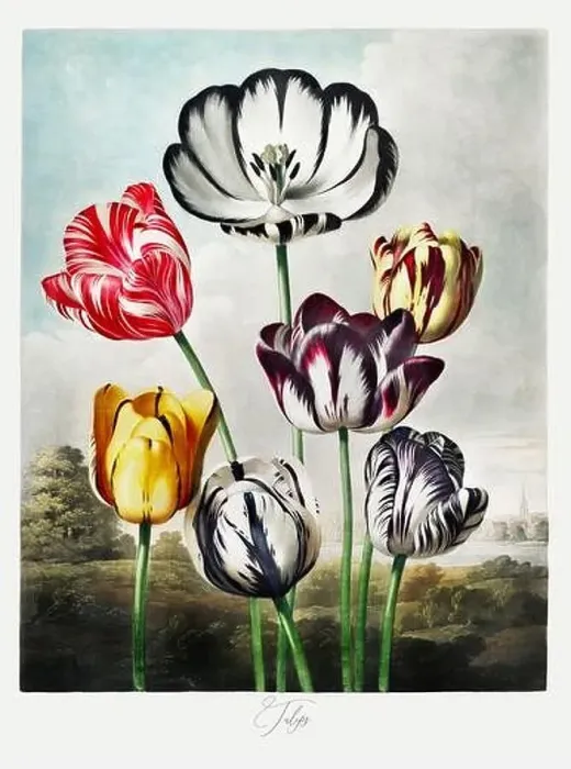 Framed Print : Tulips. Antique Victorian Flower painting. Illustration from the book The Temple of Flora by Robert Thornton (1807) Framed Print : Tulips. Antique Victorian Flower painting. Illustration from the book The Temple of Flora by Robert Thornton (1807)