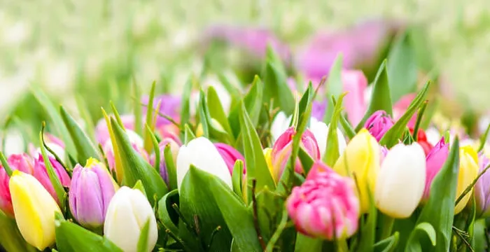 Framed Print : Tulips filed close up Framed Print : Tulips filed close up