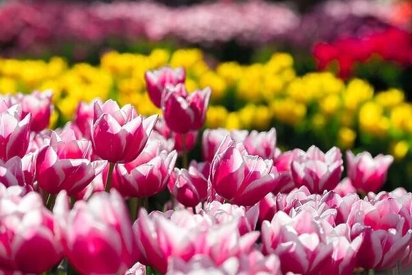 Tulips flowers field in spring Netherlands park. Nature photography