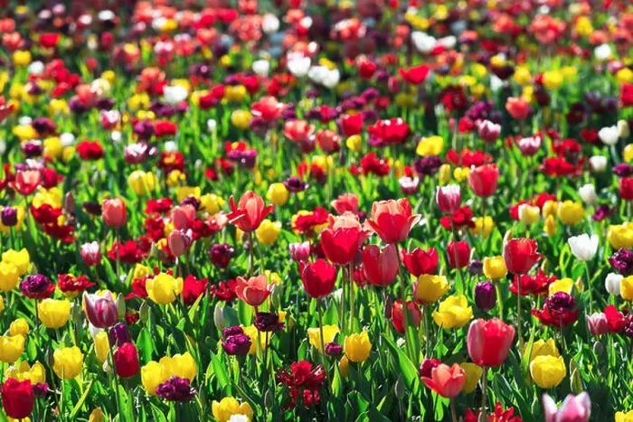 Framed Print : Tulips flowers field in spring Netherlands park. Nature photography Framed Print : Tulips flowers field in spring Netherlands park. Nature photography