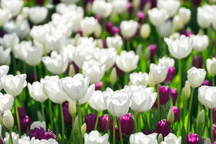 Framed Print : Tulips flowers field in spring Netherlands park. Nature photography Framed Print : Tulips flowers field in spring Netherlands park. Nature photography