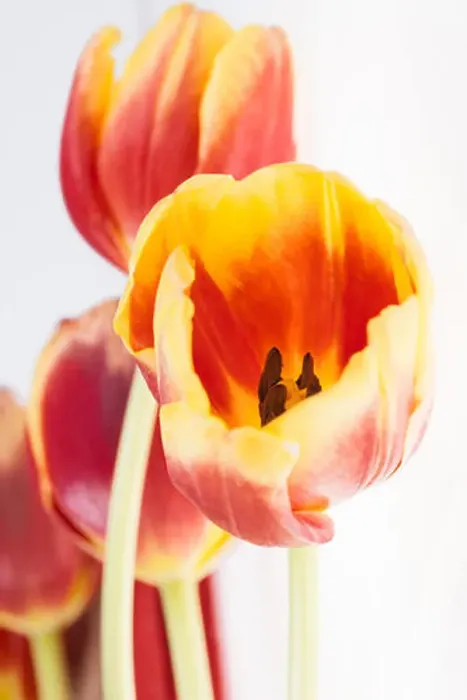 Framed Print : tulips on white background postcard Framed Print : tulips on white background postcard