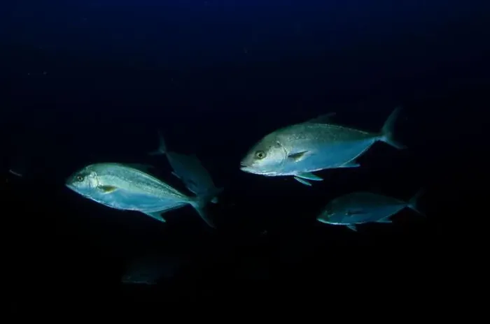 Framed Print : Several tuna move swiftly at nightfall to hunt Framed Print : Several tuna move swiftly at nightfall to hunt